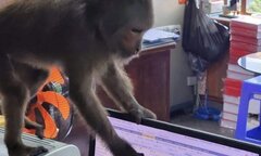 Đàn khỉ lông xám liên tục quấy phá nhiều nhà dân ở Phú Yên