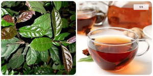 Uống lá xạ đen tươi hay khô mới tốt?