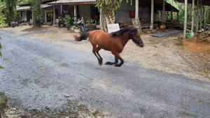 Bị chó hung dữ truy đuổi, ngựa chạy thục mạng 