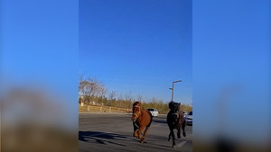 Hai con ngựa phi nước đại trên đường cao tốc