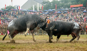 Mãn nhãn với những pha phi nước rút, móc hầu đối thủ của các 'ông trâu' Hải Lựu