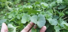 Uống nước rau má có tác dụng gì?