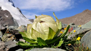 Loài hoa 7 năm nở một lần có gì đặc biệt?