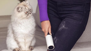 Mẹo làm sạch lông chó mèo trên quần áo