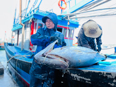 Vươn khơi câu cá ngừ đại dương xuyên Tết, nhiều ngư dân Quảng Ngãi thất thu