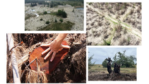 Điều gì đang xảy ra với rừng Bình Định?