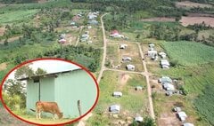 Dân chê không ở, khu tái định cư tiền tỷ thành nơi chăn bò