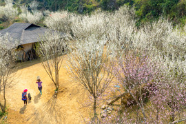 Cao nguyên Tả Van Chư đẹp yên bình mùa hoa mận trắng