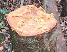 Khởi tố vụ phá rừng để làm đường dây điện 110kV ở Quảng Nam