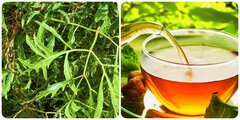 Nước đinh lăng rất tốt nhưng 'đại kỵ' với những nhóm người này