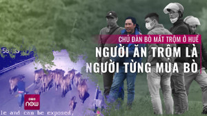 Người từng mua bò lại trộm cả đàn bò