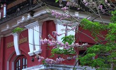 Điệp anh đào khoe sắc ở ngôi trường trăm tuổi Cố đô Huế
