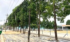 Bộ Công an yêu cầu Quảng Nam rà soát các dự án trồng, chăm sóc cây xanh