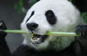 Vì sao Trung Quốc trở lại chính sách 'ngoại giao gấu trúc' với Mỹ?