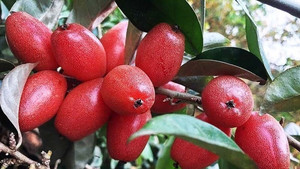 Tác dụng chữa bệnh của cây nhót