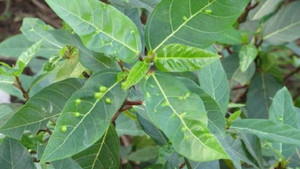 Tại sao trên lá sung lại có nhiều nốt mụn?