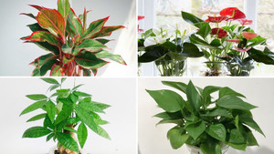 Những loại cây cảnh trồng được trong nước