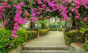 4 vị trí trồng cây hoa giấy phù hợp nhất