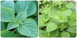 Cây rau kinh giới có tác dụng gì?