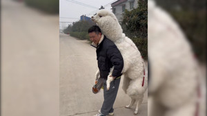 Lạc đà vui nhộn bám lấy người đàn ông không buông tha