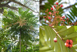 Tongkat Ali – Cây thuốc quý trong đông y