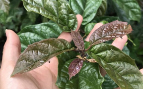 Cách dùng xạ đen thanh lọc cơ thể