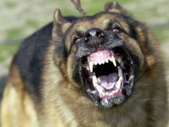 Chó nghi dại cắn liên tiếp 7 người ở Phú Yên