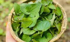 Công dụng bất ngờ của rau diếp cá
