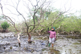 Xót xa gần 7 hecta rừng ngập mặn ở Quảng Nam chết khô