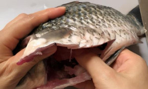 Có nên ăn lớp màng đen trong bụng cá?