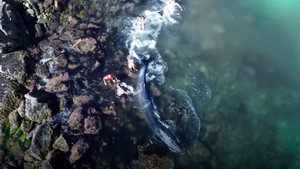 Ngư dân giải cứu cá voi mắc cạn ở Brazil 