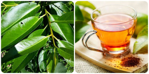 Uống nước lá vối mỗi ngày có tốt cho sức khoẻ?