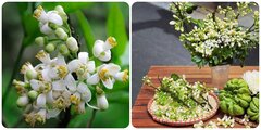 Những tác dụng bất ngờ của hoa bưởi với sức khoẻ