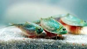 Cận cảnh tôm khủng long 3 mắt kỳ dị