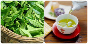 Uống nước chè tươi có tác dụng gì với sức khoẻ?