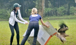 Hoa hậu H'Hen Niê cùng chuyên gia thả đại bàng hoàng đế quý hiếm về tự nhiên