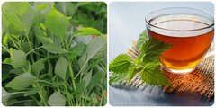 Loại rau gia vị dễ trồng là thuốc bổ tim, giúp ngủ ngon và chữa nhiều bệnh