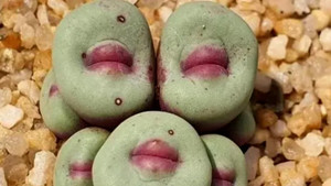 Ngắm loài cây sở hữu đôi môi quyến rũ