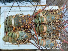 Xuất khẩu tôm hùm sang Trung Quốc tăng hơn 18 lần