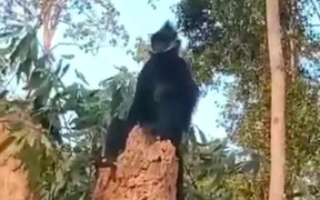 Quảng Trị: Voọc gáy trắng quý hiếm xuất hiện, tấn công người