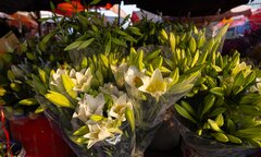 Hoa loa kèn đầu mùa xuống phố Hà Nội, giá chát vẫn hút khách mua