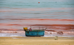 Nước biển ở Hà Tĩnh có màu đỏ như máu