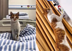 Khôn như linh thú, mèo hoang lấy lòng cô gái và được nhận nuôi