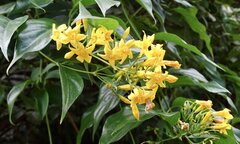 Uống rượu ngâm lá ngón, ba người đàn ông ở Bắc Giang tử vong