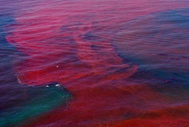 Tảo nở hoa là hiện tượng gì?