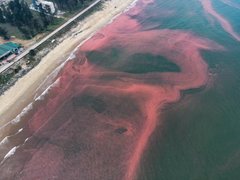 Nước biển ở Hà Tĩnh có màu đỏ do tảo nở hoa