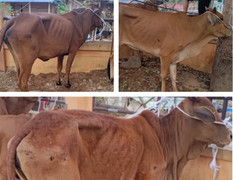 Bò cấp cho dân nghèo Quảng Trị gầy yếu, chết: Chỉ đạo kiểm tra