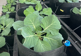 Nhà điều hòa sinh trưởng thực vật - giải pháp tiềm năng với cây ăn quả