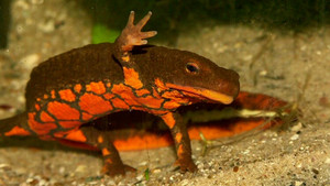 Loài cá kỳ dị như thằn lằn, sống trên cạn lẫn dưới nước