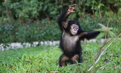 Hắc tinh tinh truyền cảm hứng sinh tồn tại Vinpearl Safari Phú Quốc